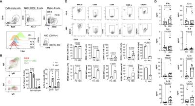 Phenotypic and functional characteristics of murine CD11c+ B cells which is suppressed by metformin